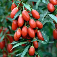 GOJI Berry