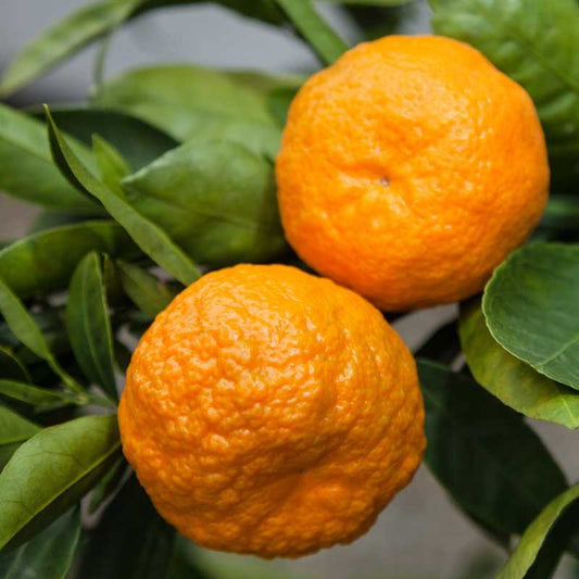 Mandarin, Golden Nugget*