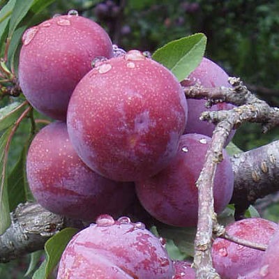 Plum, METHLEY