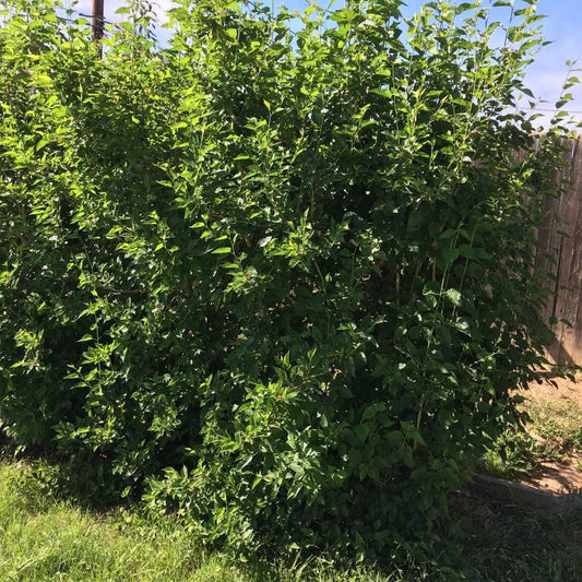 Mulberry, DWARF BLACK*