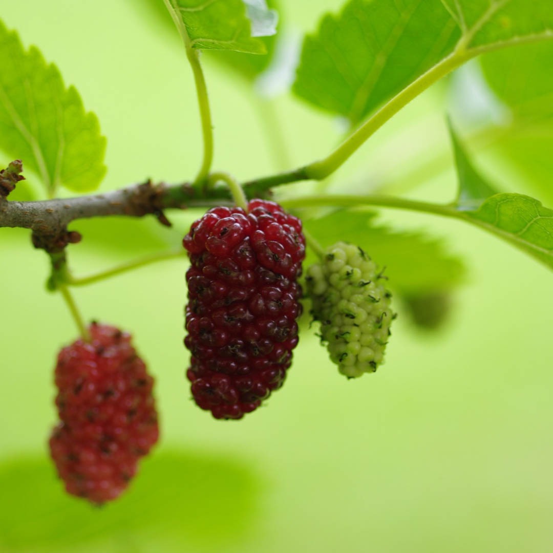 Mulberry, DWARF BLACK*