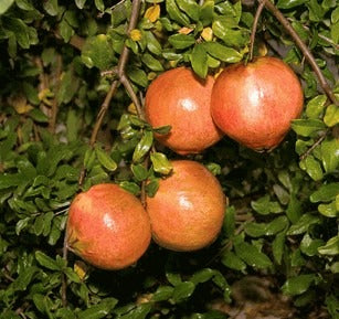 Pomegranate, DESERTNYI