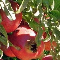 Pomegranate, EVERSWEET