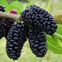 Mulberry, DWARF BLACK*