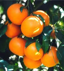 Mandarin, Kinnow