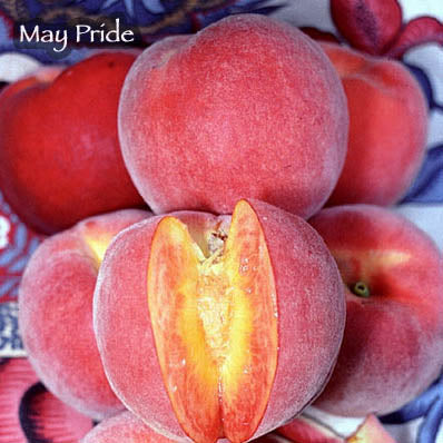 Peach, MAY PRIDE  (sf)