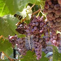 Grape - Black MONUKKA