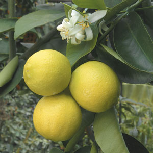 Lime, Palestine Sweet