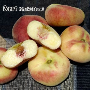 Peach, STARK SATURN (Donut) (f)