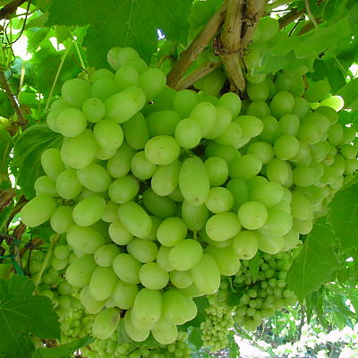 Grape - Green, THOMPSON Seedless