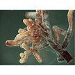 MYCORRHIZAE -  6 oz.