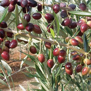 Olive, KORONEIKI