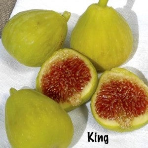 Fig, DESERT KING