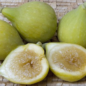 Fig, JANICE Seedless Kadota**