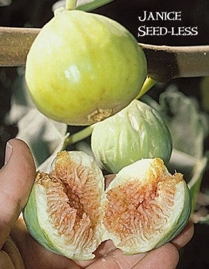 Fig, JANICE Seedless Kadota**