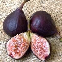 Fig, VIOLETTE de BORDEAUX