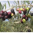Olive, KORONEIKI