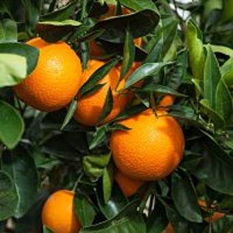Navel Orange, Washington