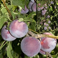 Plum, WEEPING SANTA ROSA